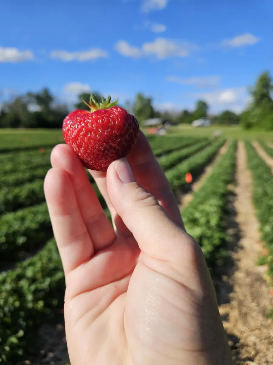 Growing Culinary Tourism in Brockville