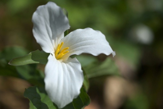 Ontario Trillium Foundation