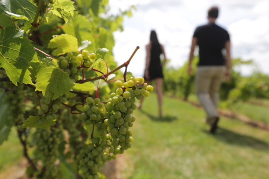 LCBO Food & Drink Autumn 2025